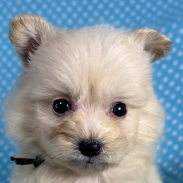 ポメプー(トイプードル×ポメラニアン)【北海道・男の子・2025年10月17日・クリーム】の写真「優しいお顔の男の子です。
込み込み価格」