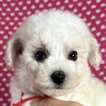 ビションフリーゼ【北海道・女の子・2024年11月25日・ホワイト】の写真「お目めクリクリの可愛い女の子です。」