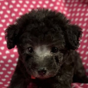 シュナプー(トイプードル×ミニチュアシュナウザー)【北海道・女の子・2025年10月19日・シルバー】の写真「とても可愛いお顔の女の子です。
込み込み価格」