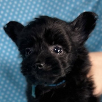 ポメプー(トイプードル×ポメラニアン)【北海道・男の子・2025年10月21日・ブラック】の写真「優しいお顔の男の子です。
込み込み価格」