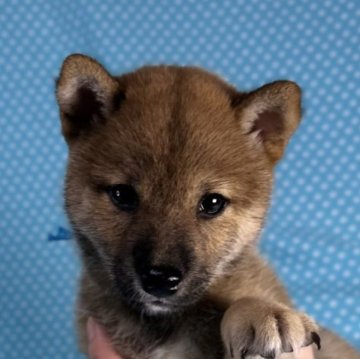 柴犬(豆柴)【北海道・男の子・2025年7月3日・赤】の写真「認定豆柴犬です。
とても可愛い男の子です。」