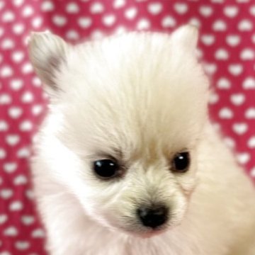 ミックス(ポメラニアン×パピヨン×ポメラニアン)【北海道・女の子・2025年3月7日・クリーム】の写真「とても綺麗なお顔の女の子です。
込み込み価格」