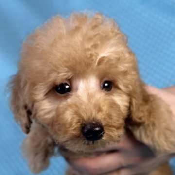 トイプードル(トイ)【北海道・男の子・2025年8月22日・アプリコット】の写真「とても人懐こい男の子です。
込み込み価格」