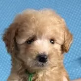 トイプードル(トイ)【北海道・男の子・2025年8月24日・アプリコット】の写真1