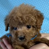 トイプードル(ティーカップ)