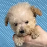 ティーカッププードル