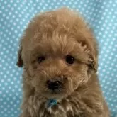 タイニープードル【北海道・男の子・2025年10月2日・アプリコット】の写真1