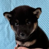 柴犬(豆柴)