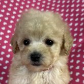 トイプードル(トイ)