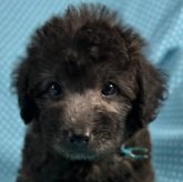 シュナプー(トイプードル×ミニチュアシュナウザー)