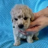 ビションプー(ビションフリーゼ×トイプードル)【北海道・男の子・2026年2月26日・シャンパン】の写真2