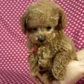 タイニープードル【北海道・女の子・2025年8月19日・アプリコット】の写真3