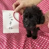 タイニープードル【北海道・女の子・2025年7月24日・ブラック】の写真4