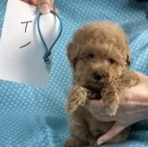 タイニープードル【北海道・男の子・2025年10月2日・アプリコット】の写真5