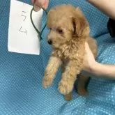 トイプードル(トイ)【北海道・男の子・2025年8月24日・アプリコット】の写真5