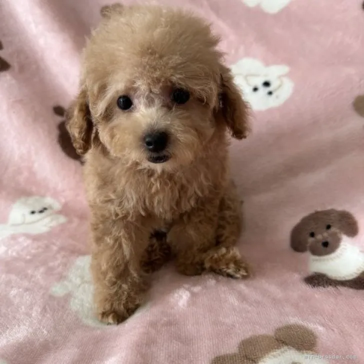 ID：2307-04068の子犬