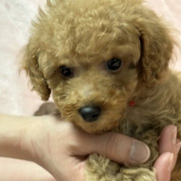 トイプードル(トイ)【北海道・男の子・2023年2月25日・アプリコット】の写真「大人しい男の子です。」