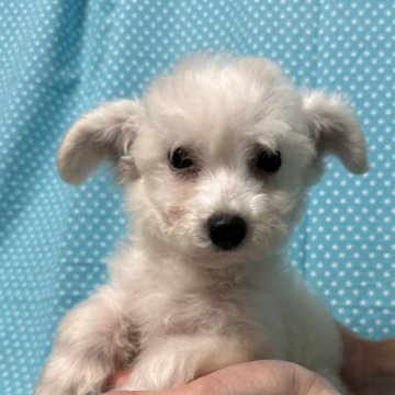 ビションフリーゼ【北海道・男の子・2023年11月7日・ホワイト】の写真「とても人懐こい男の子です。」