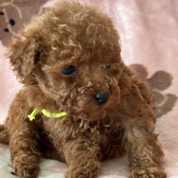 トイプードル(タイニー)【北海道・男の子・2023年3月7日・レッド】の写真「とても小さな男の子です。」