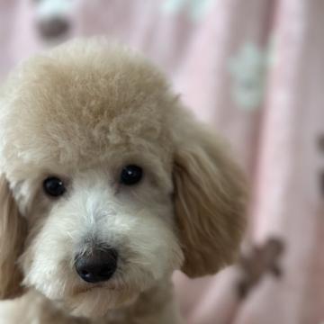 トイプードル(トイ)【北海道・男の子・2022年3月9日・アプリコット】の写真「元気でイケメンな男の子です。」