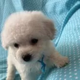 ビションフリーゼ【北海道・男の子・2023年11月7日・ホワイト】の写真1