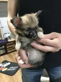 ポメラニアン×パピヨンのミックスです。【北海道・男の子・2021年6月5日・オレンジセーブル】の写真2