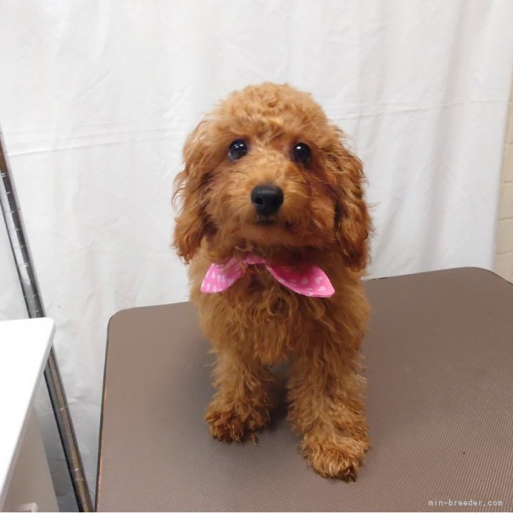 ブリーダー画像