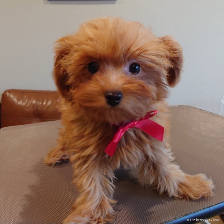 ブリーダー画像