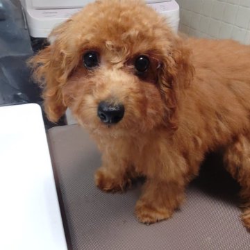 トイプードル(トイ)【北海道・女の子・2025年7月7日・レッド】の写真「お目目の大きな美人さん」