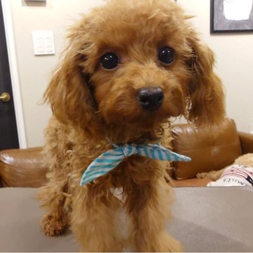 トイプードル(タイニー)【北海道・男の子・2025年5月26日・レッド】の写真「小さくておとなしい♪抱っこすると動かなくなっちゃう」