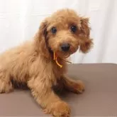 ポメプー(トイプードル×ポメプー)【北海道・女の子・2025年7月14日・レッド】の写真1「怖がりさんで、なかなかカメラの方を見てくれません😅」