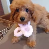 タイニープードル