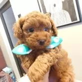 ポメプー【北海道・男の子・2026年2月2日・レッド】の写真3