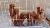 ミックス(トイプードル×ミックス)【北海道・男の子・2025年7月14日・アプリコット】の写真4