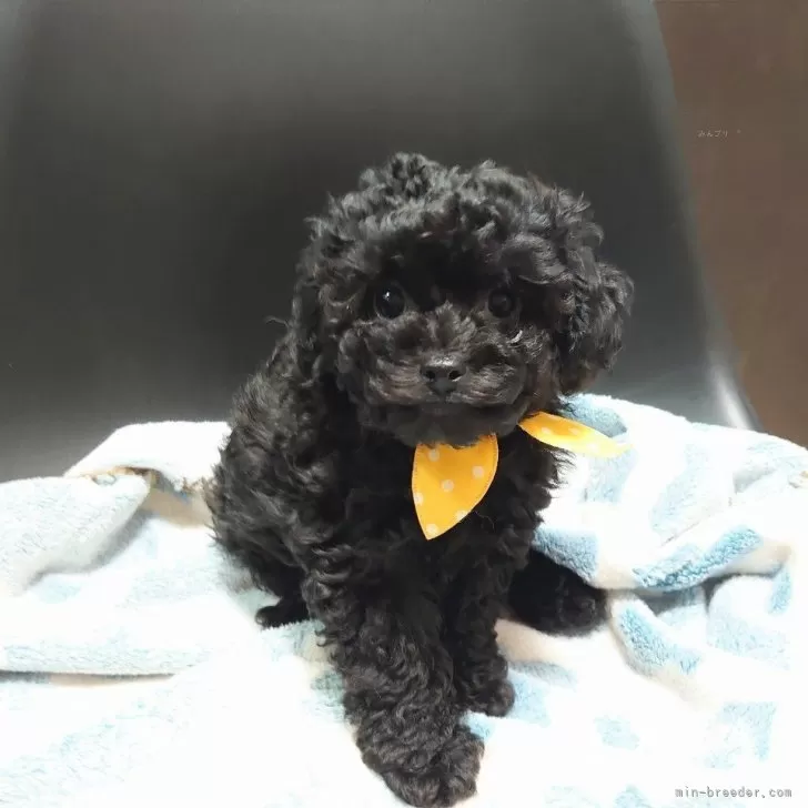 あっち 様のお迎えした子犬