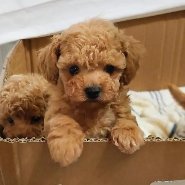 ID:2210-04742の子犬