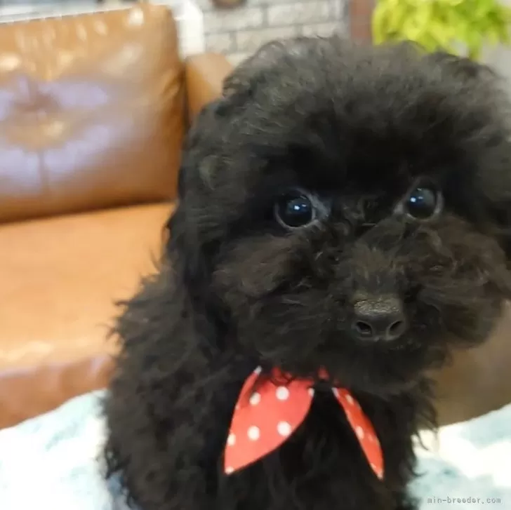 ID：2312-00801の子犬