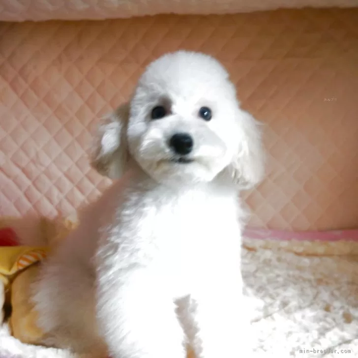 ID:2501-00742の子犬