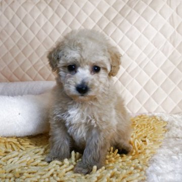 タイニープードル【大阪府・女の子・2025年10月10日・クリーム】の写真「お顔も体もまるまるころころの元気いっぱいの子。」