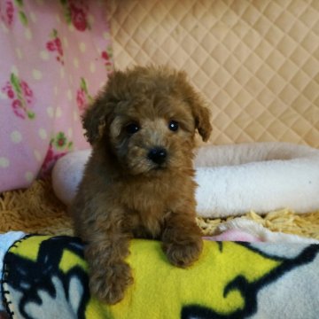 タイニープードル【大阪府・男の子・2025年10月10日・クリーム】の写真「お顔も体もまるまるころころの元気いっぱいの子。」