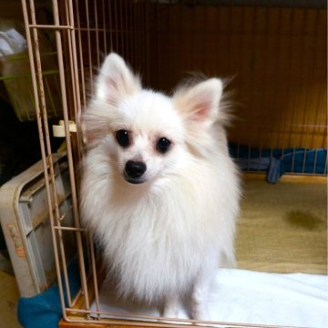 ポメラニアン【大阪府・男の子・2024年8月22日・クリーム】の写真「元気いっぱい甘えたサンの子。」