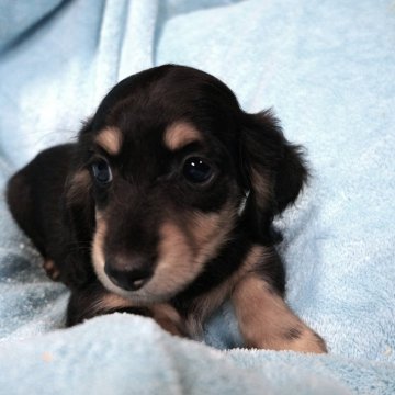 ミニチュアダックスフンド(ロング)【大阪府・女の子・2025年9月14日・ブラックタン】の写真「甘えたサン　3　きょうだい。」