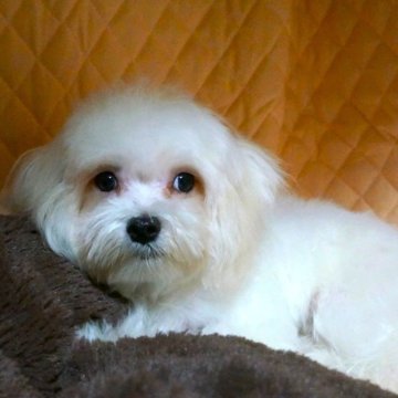 マルチーズ【大阪府・男の子・2025年5月10日・ホワイト】の写真「カットでイメージが変わった子。」