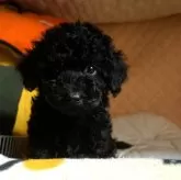 タイニープードル