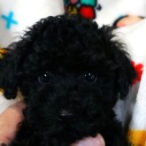 トイプードル(タイニー)