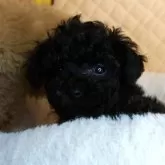 タイニープードル