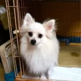 ポメラニアン