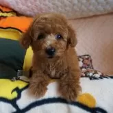 タイニープードル