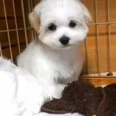 マルチーズ【大阪府・男の子・2024年12月20日・ホワイト】の写真1「カットして見ました。」