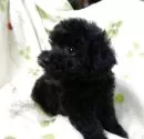 タイニープードル【大阪府・女の子・2025年3月9日・ブラック】の写真3